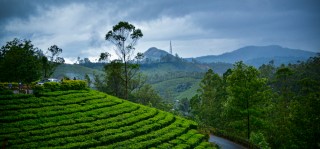 5 Days Kerala (Munnar, Thekkady, Alleppey)