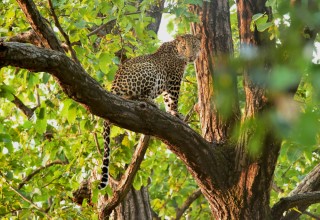 5 Days Madhya Pradesh (Kanha, Bandhavgarh)