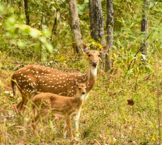 7 Days Madhya Pradesh (Kanha, Bandhavgarh, Panna)