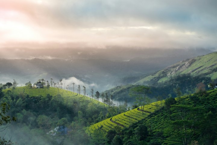 7 Days Kerala (Munnar, Thekkady, Alleppey, Kovalam)